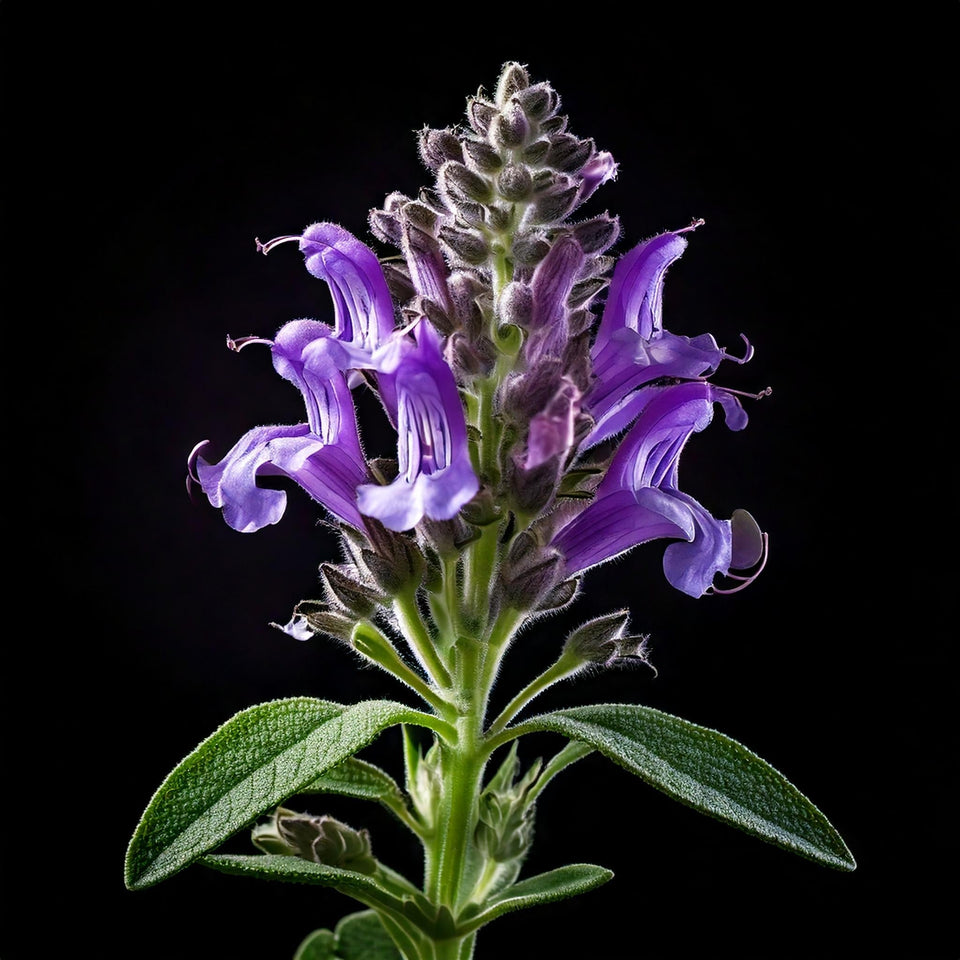 Exploring the Medicinal Properties of Black Sage and Black Sage Honey