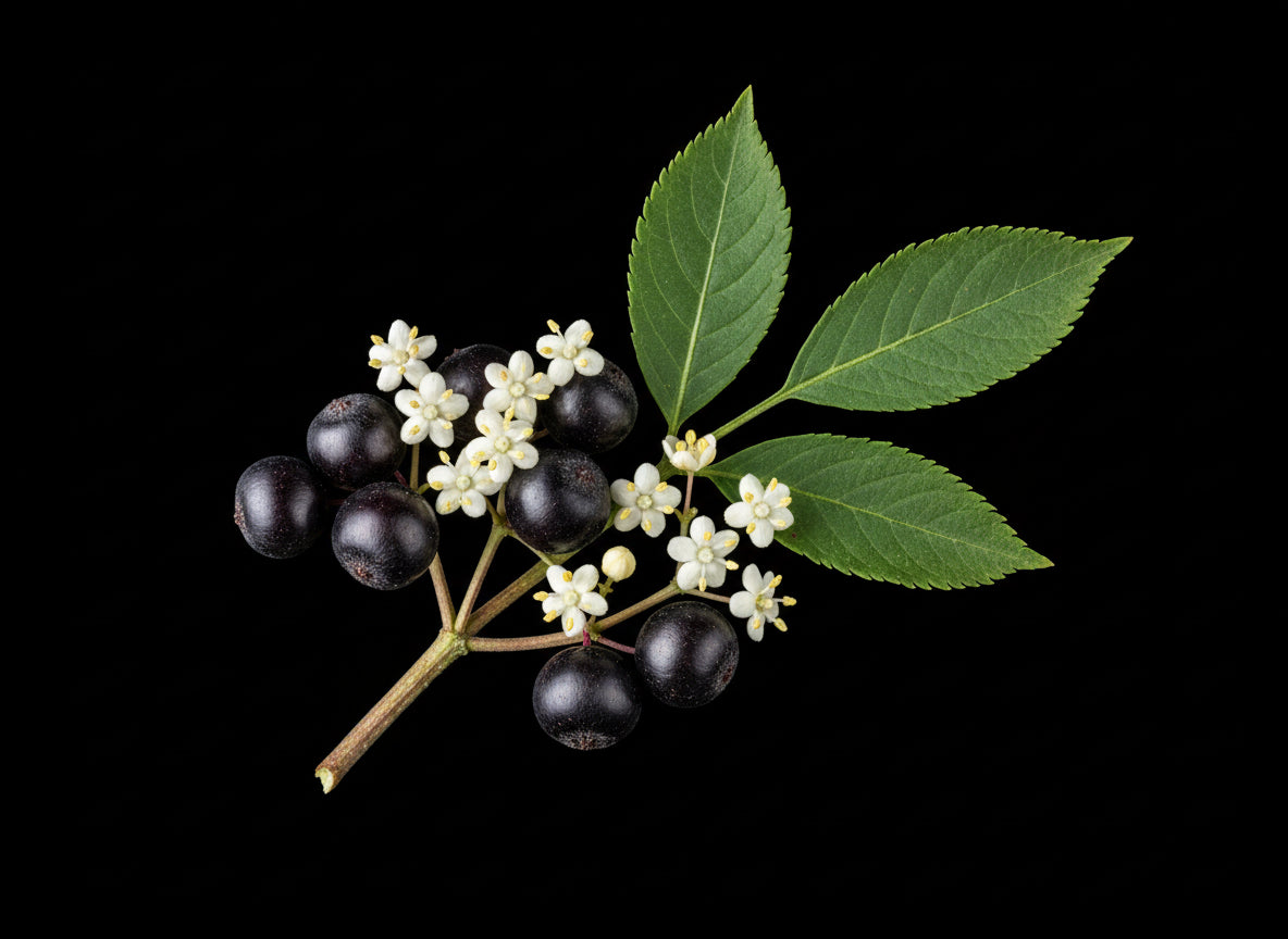Higbee Honey Elderberry Botanical Honey Tonic -NOW IN STOCK!